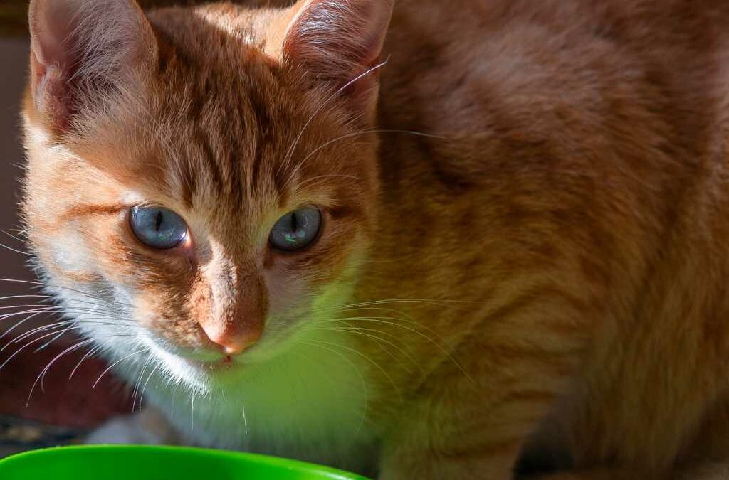 Chat allergique : choisir les bonnes croquettes