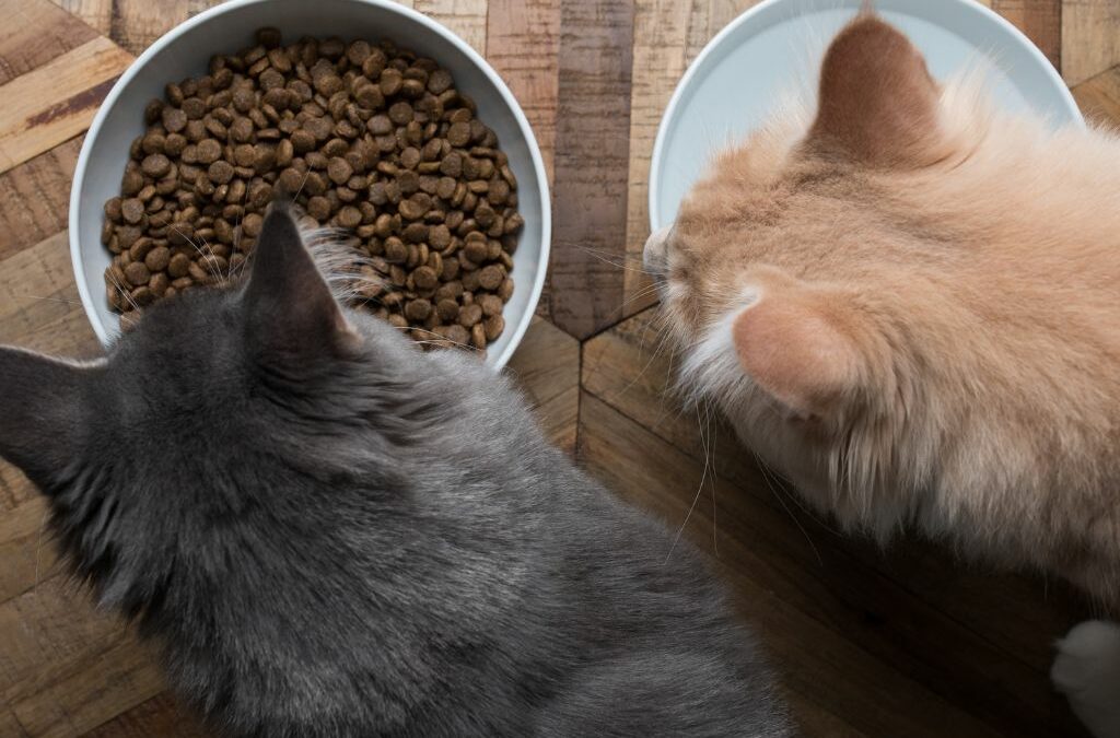 Nourriture maison pour chat : bonnes pratiques et erreurs à éviter