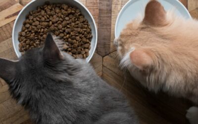 Croquettes pour chat allergique : les meilleures marques
