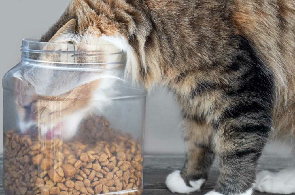 Les meilleures croquettes pour chats diabétiques