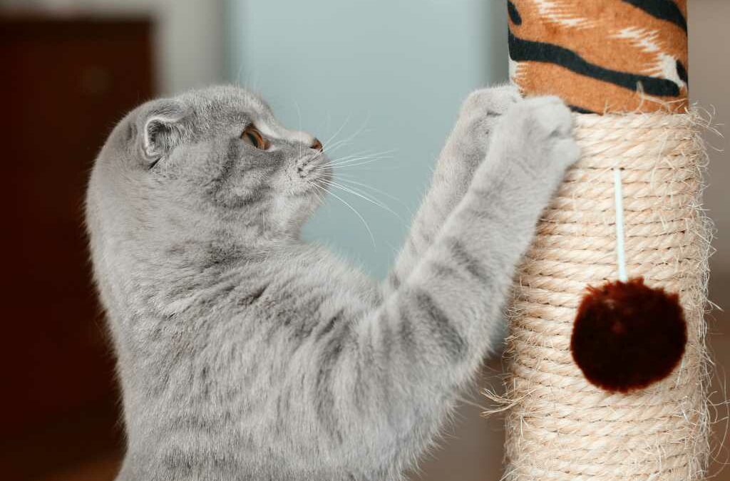 Comment attirer un chat sur son griffoir?
