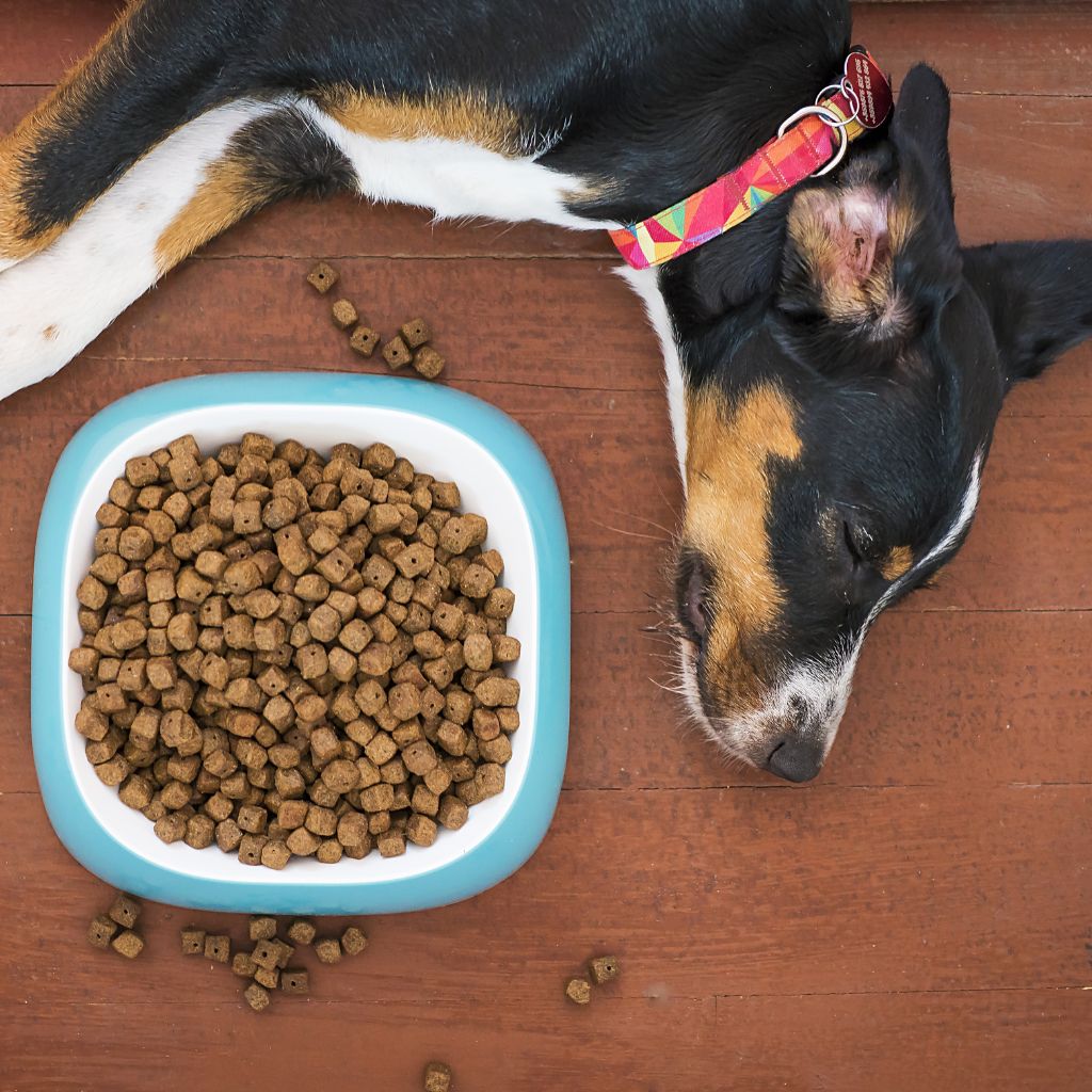 chien mange croquettes françaises sans céréales