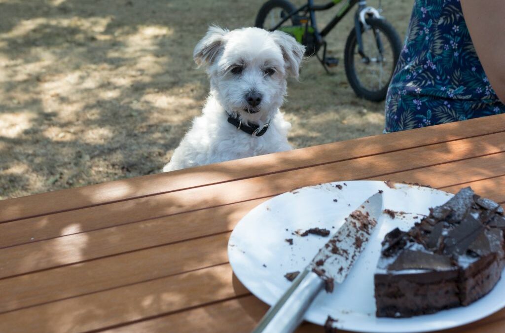 Mon chien a mangé du chocolat : est-ce grave ?
