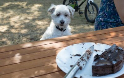 Mon chien a mangé du chocolat : est-ce grave ?