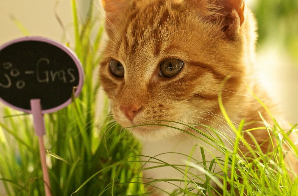 Comment faire pousser de l’herbe à chat ?