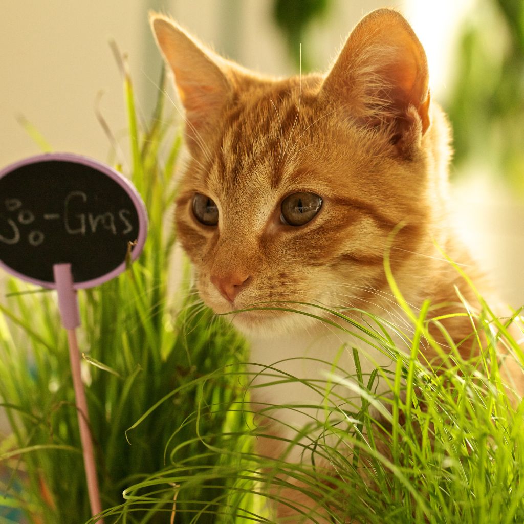 Un chat autour de l'herbe à chat