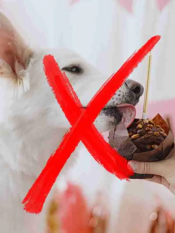 illustrer qu'un chien qui mange du chocolat, c'est non 