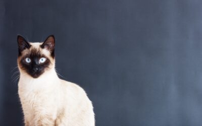 Le Tonkinois : un chat au charme envoûtant