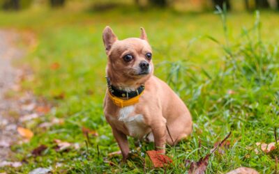 Les bienfaits de la stérilisation précoce chez les chiens