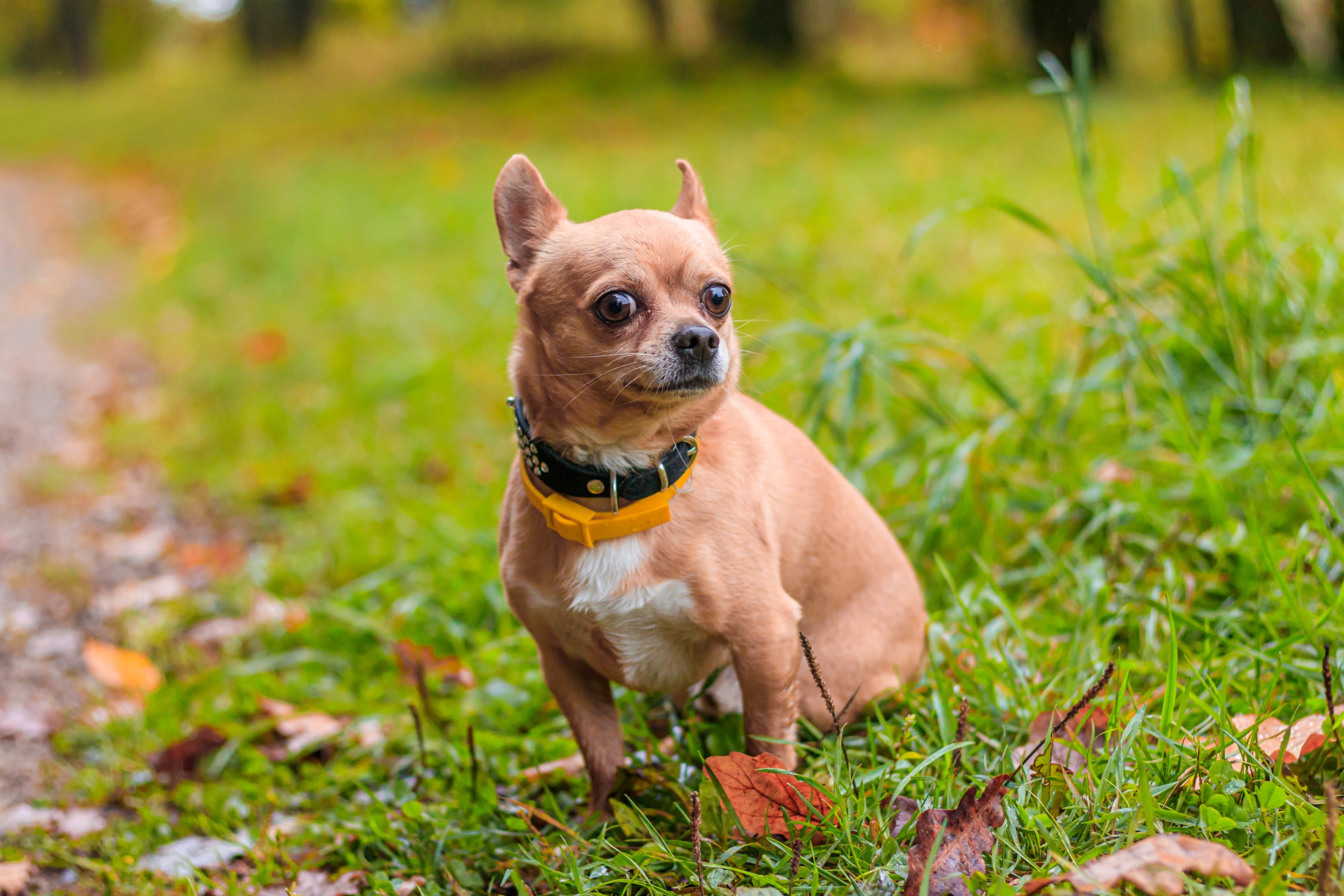 sterilisation-chien