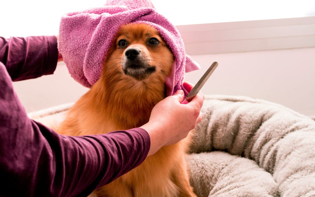 Toutes les étapes pour devenir toiletteur canin