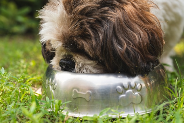 chien mangeant un repas frais
